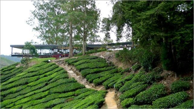 Azizi&Yati Muslim Homestay Cameron Highlands Exterior photo